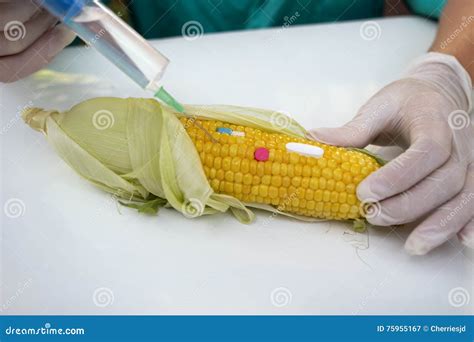 Genetic Modification Of Corn Stock Image Image Of Danger Cereal