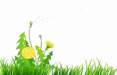 Dandelion Clipart Grass Dandelions Clip Meadow Yellow
