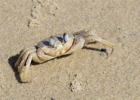 Ghost Crab It Is Quite Amazing How These Blend In With The Sand A
