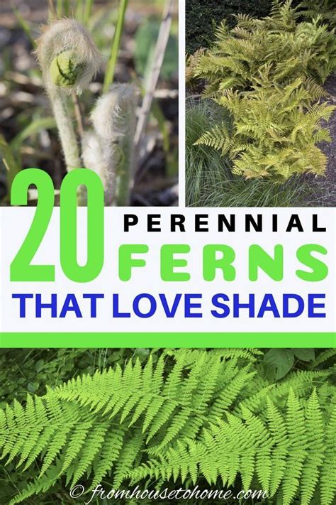 Hardy Fern Varieties 20 Perennial Ferns That Will Survive The Winter