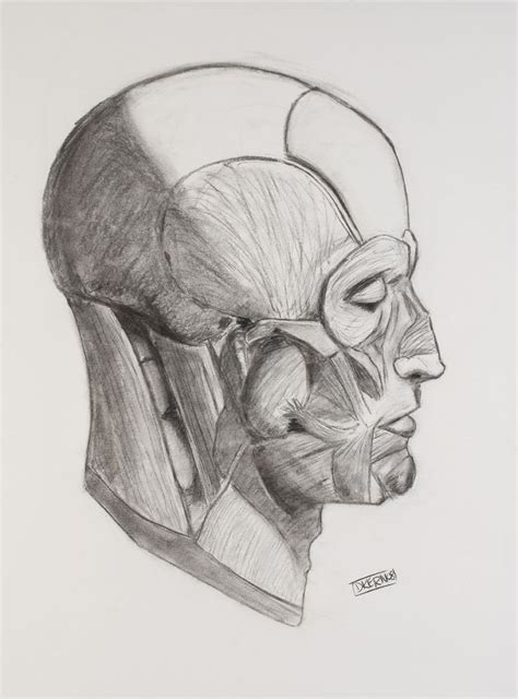 Pin By Grace On Art Art Humanoid Sketch Male Sketch
