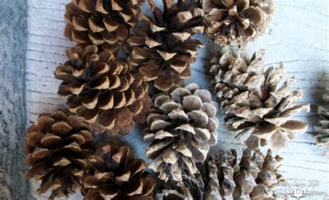 How To Bleach Pine Cones Country Design Style