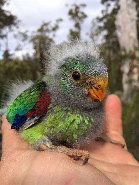 A Baby Quetzal Raww