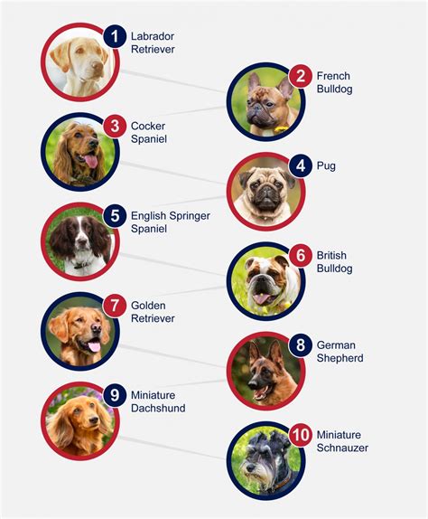 Popular Breeds Of Dogs Petlifeuk™