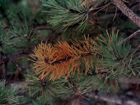 Common Diseases That Affect Pine Trees
