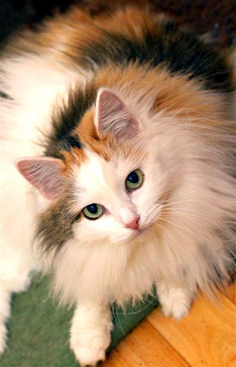 Long Haired Calico Kittens For Sale In Texas Minna Dew