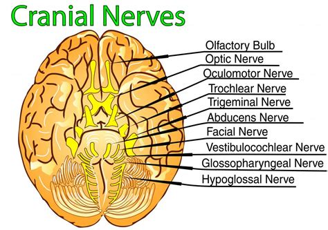 Cranial Nerves Labeled Diagram Vrogue Co