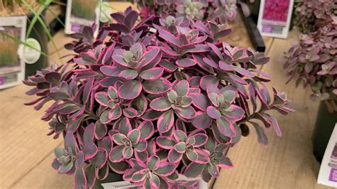 Sedum Sunsparkler® Dream Dazzler Stonecrop Gorgeous Year Round Easy Care Color Youtube