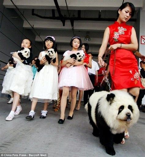 Pandogs Yall With Images Panda Dog Panda Puppy Stylish Dogs