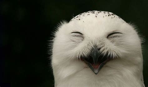 Funny Owl Snowy Owl Owl Animals