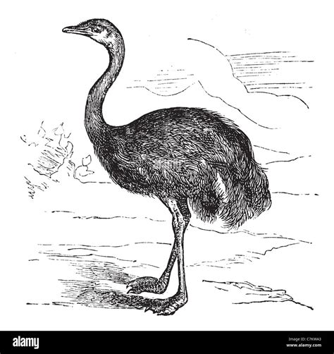 American Rhea Common Rhea Rhea Cut Out Stock Images And Pictures Alamy