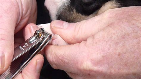 Cat nail clippers are designed to trim the ends of your cats claws. Can I groom my dog with human clippers ...