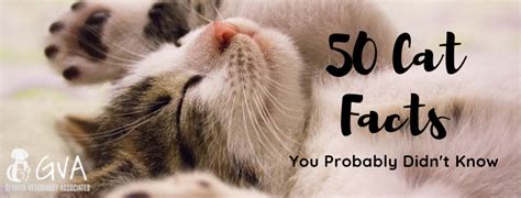 50 Cat Facts You Probably Didnt Know Cat Facts Fun Facts About Cats