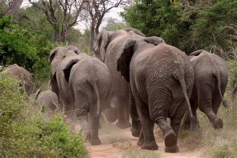 2560x1440 Wallpaper Herd Of Elephants Peakpx