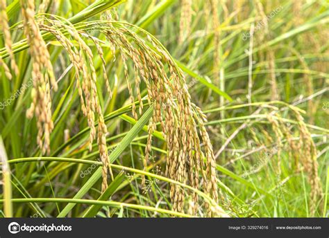 Rice Paddy Field Closeup Rice Plants Background Stock Photo By