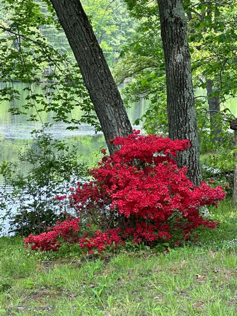 Solve Red Azalea Jigsaw Puzzle Online With 63 Pieces