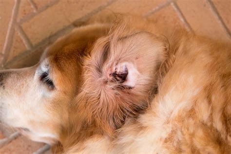 How Do You Know Your Dog Has Ear Mites Signs And Symptoms To Watch For