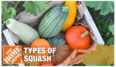 Types of Squash - YouTube