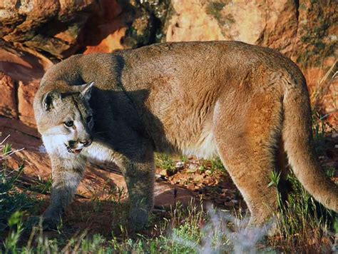 Wildlife Board Approves Final Permits For Cougar Bobcat Hunts In 2019 20