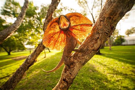 Fanfare Frill Necked Lizard Australian Geographic