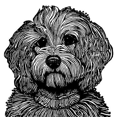 Poodle Line Drawing Vector Stock Illustrations 434 Poodle Line