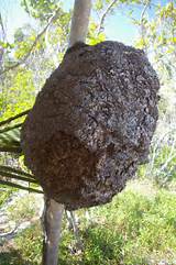 Termite Nests In Ground