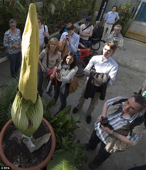 This finicky plant can take several years before the white or lilac clusters emerge, so be sure to buy one that's already in bloom. World's smelliest flower 'Corpse plant' opens for the ...