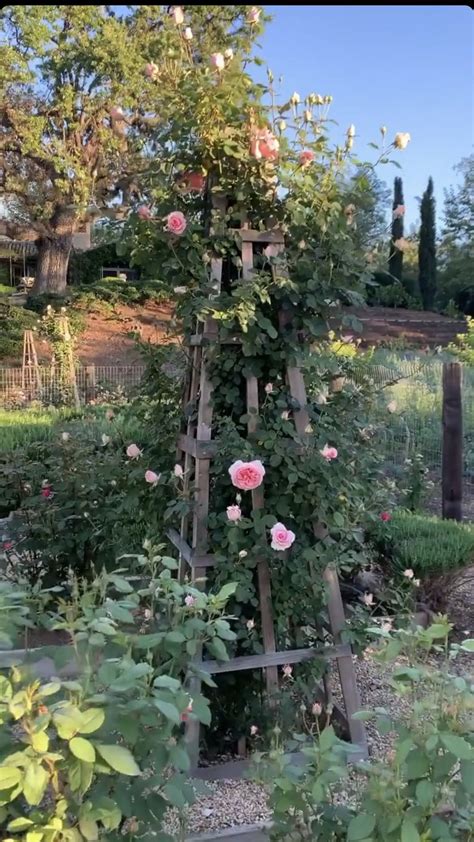 Rose Trellises Pearly Gate Climbing Roses David