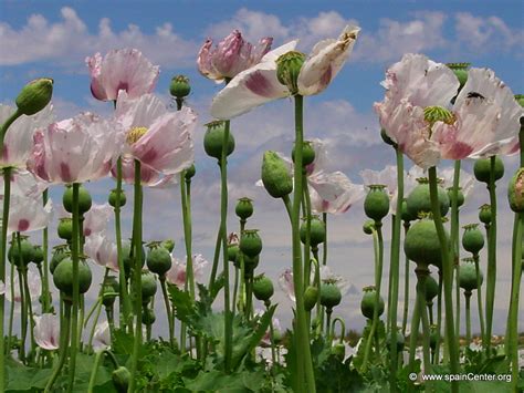 El Blog de la Loles Independiente 2: La guerra del opio