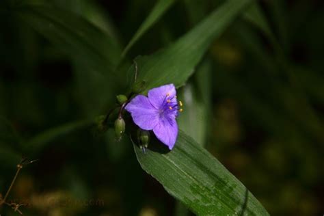 Blue Forest Wildflower Macro Flowers Free Nature Pictures By