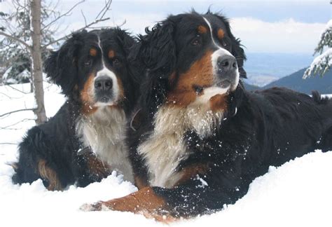 126 Best Berner Sennen Images On Pinterest Bernese Mountain Dogs