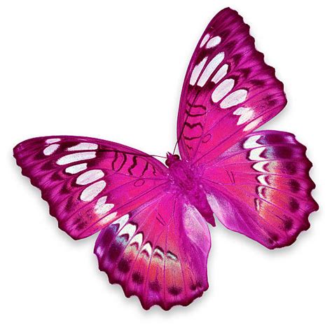 Pink Butterfly Stock Photos Pictures And Royalty Free Images Istock