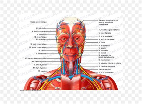 Head And Neck Anatomy Anterior Triangle Of The Neck Muscle