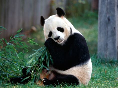 Panda Velká Ailuropoda Melanoleuca Chovzvířatcz