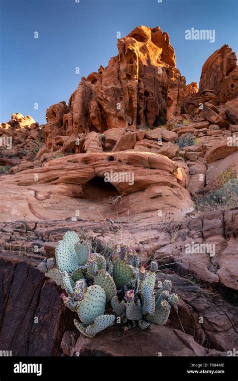 Beautiful Desert Cactus Hi Res Stock Photography And Images Alamy