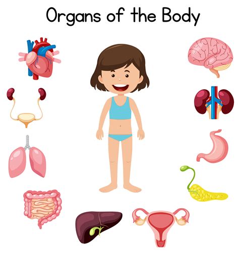 Organs Of The Body 591365 Vector Art At Vecteezy