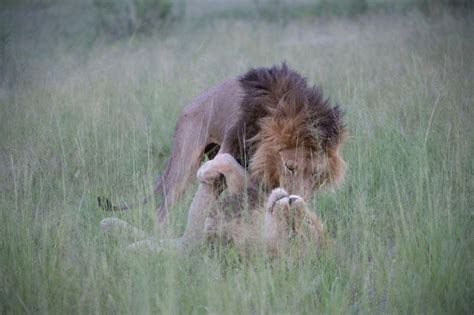 These Pictures Capture Two Male Lions “mating” In The Wild Polesmag