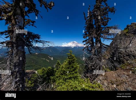 Mount Rainier Veiwed From High Rock Lookout Trail Ford Pinchot