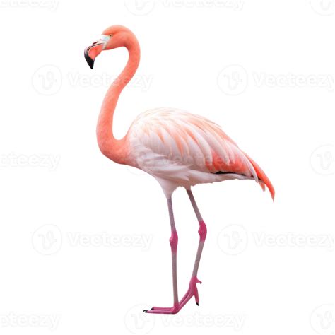 Pink Flamingo Isolated 27124215 Png