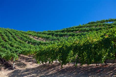 Grapevine Vineyard Under Blue Sky Stock Image Image Of Vertical