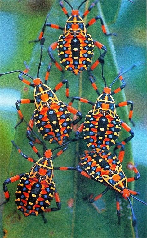 Imagine These Beaded Beautiful Bugs Bugs And Insects Cool Insects