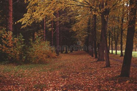 Beautiful Autumn Park Autumn Trees And Leaves Autumn Landscapepark