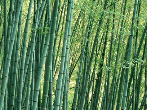 Bamboo Wallpaper Bamboo Wallpapers X