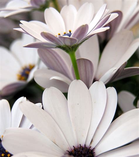 Purplewhite Flowers Free Photo Download Freeimages