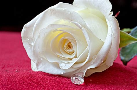 White Rose Flower Wallpaper Hd Jona Wallpaper