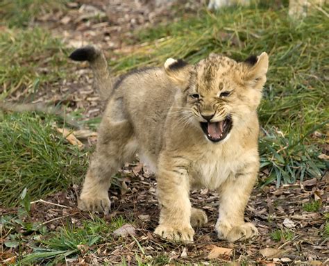 Lion Cub Trying To Roar For 1st Time— Inspiremore