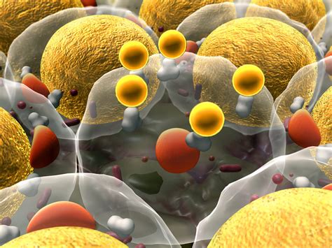 Fat Cell Genes Punch The Clock To Carry Out Key Metabolic Functions