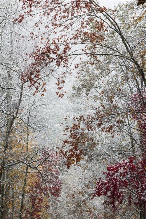 Early Snow On Autumn Leaves Background Stock Image Image Of Outside