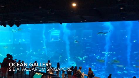 Sea Aquarium Singapore Ocean Gallery 2019 Youtube