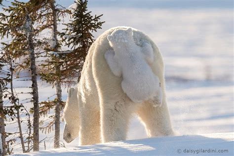 Polar Bear Cub Rides On Moms Back
